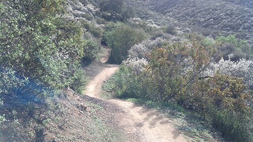 Rosewood Trail