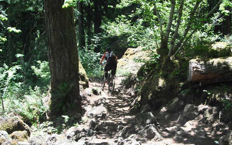 McKenzie River Trail